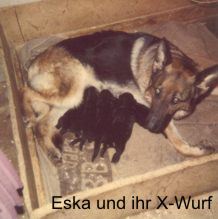 Eska und ihr X-Wurf